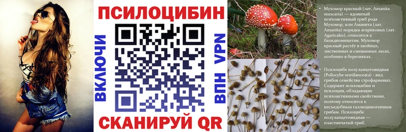 нарко площадка как зайти  как найти закладки  Новоржев  Галлюциногенные грибы Psilocybine cubensis 